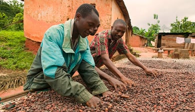 cocoa farmers hand sorting beans