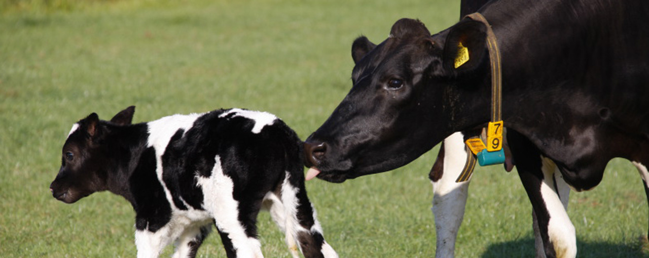 hero innovation dairy calf and mother CAN