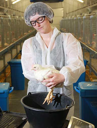 layer broiler feed cargill animal nutrition
