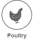 poultry light icon