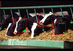 cows eating hay