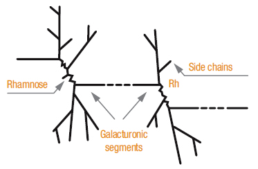 Galacturonic Acid