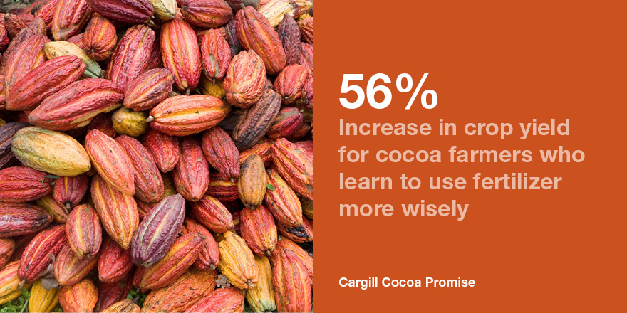 cocoa crop yields