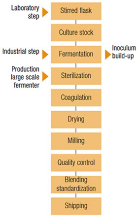 inpage apac xanthan gum mfg process