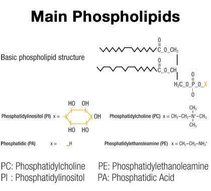 inpage apac main phospholipids