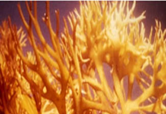 inpage apac carrageenans