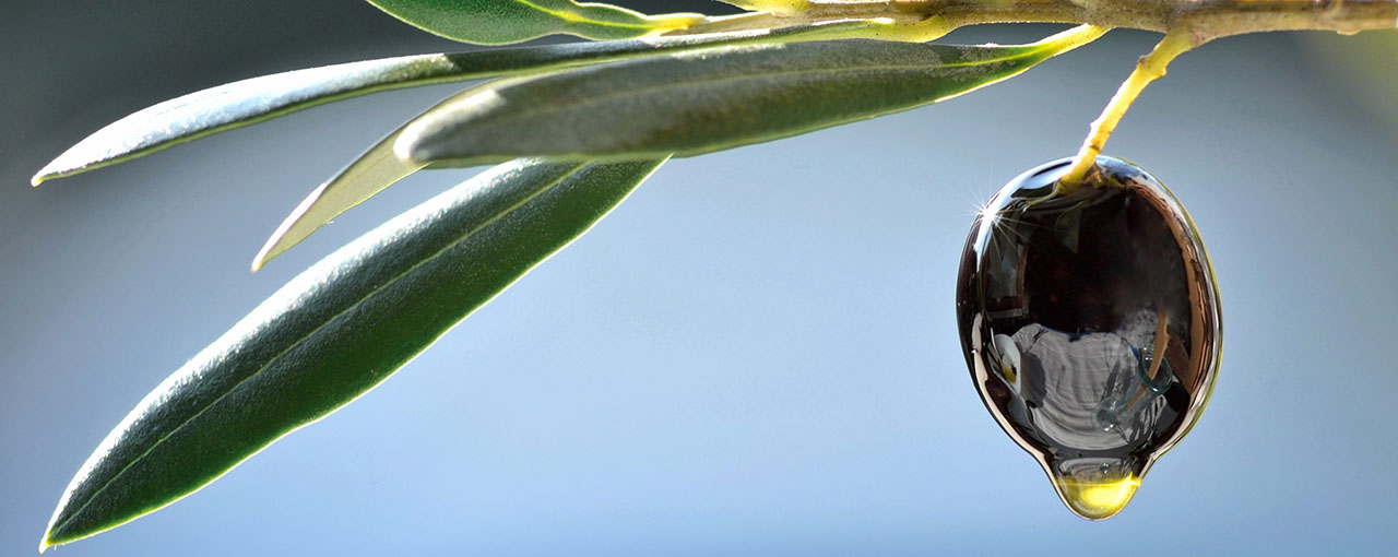 olive oils fats
