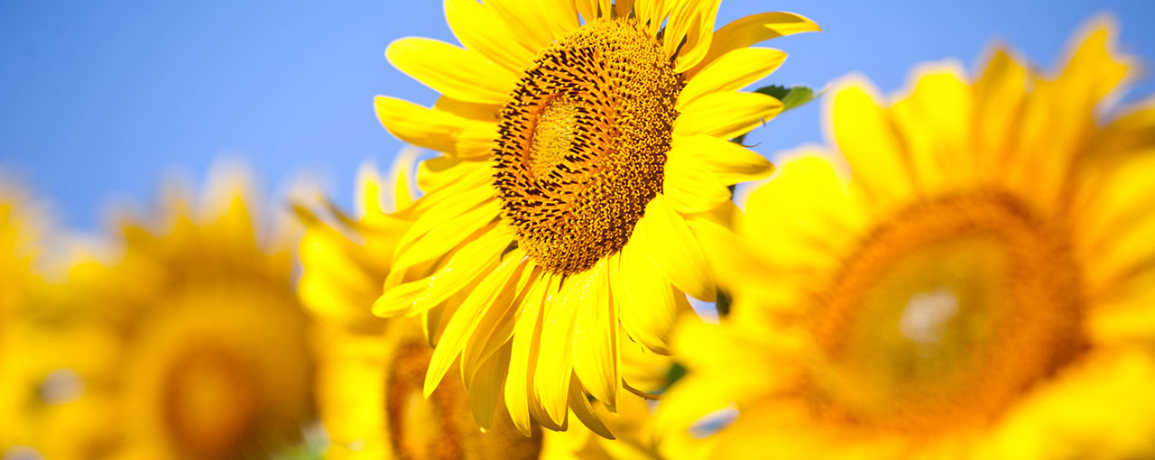 sunflower oil fats