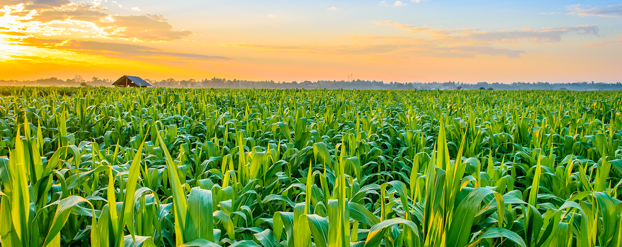 Cargill Starches and Derivatives - sunset over a corn field