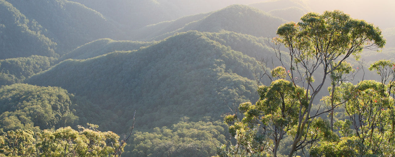 forest scenery