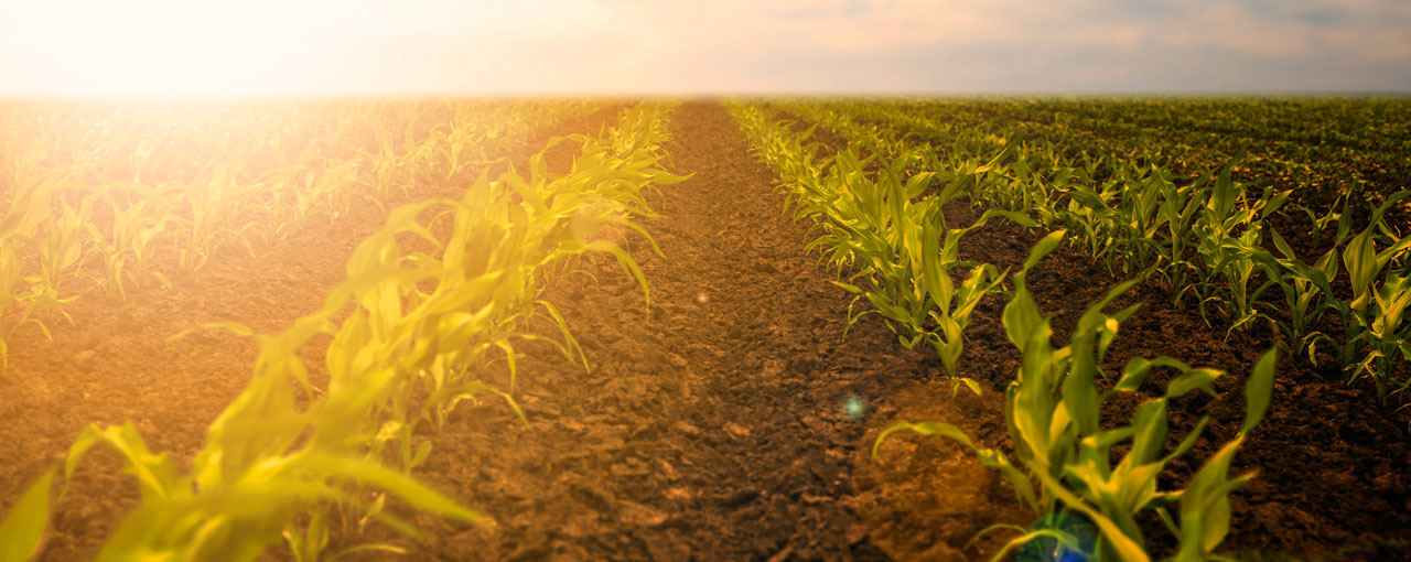 hero sustainability field horizon