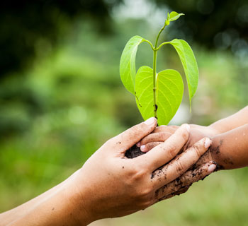 preview sustainability hands holding tree