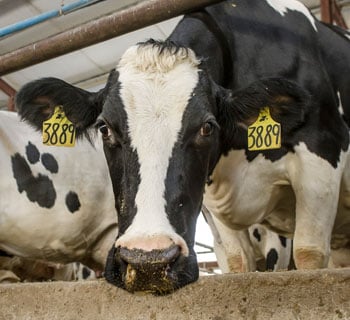 cargill cows