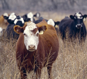 preview-cows-in-field