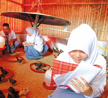 preview-girl-feeding-chicks preview-girl-feeding-chicks