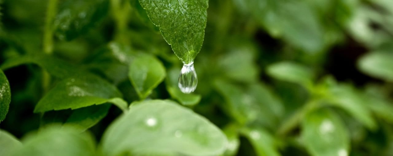 ViaTech Stevia Sweetener