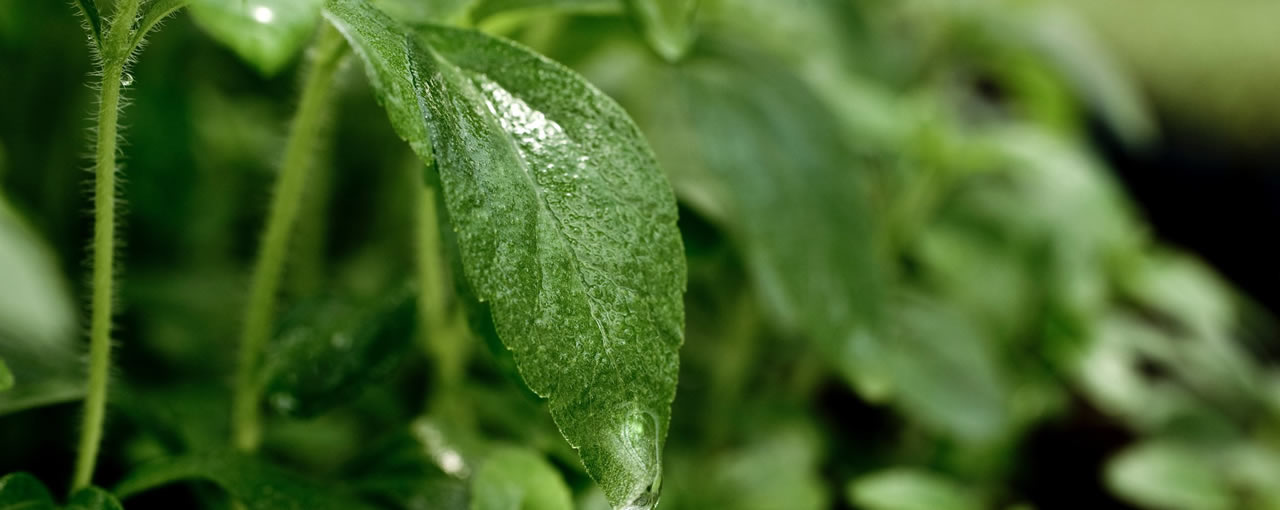 About Stevia
