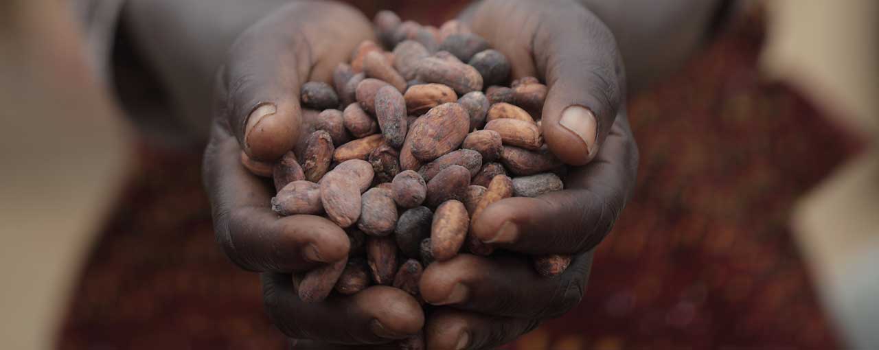 Cocoa Beans