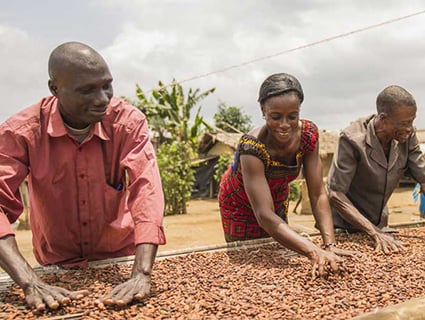 workers spreading cocoa