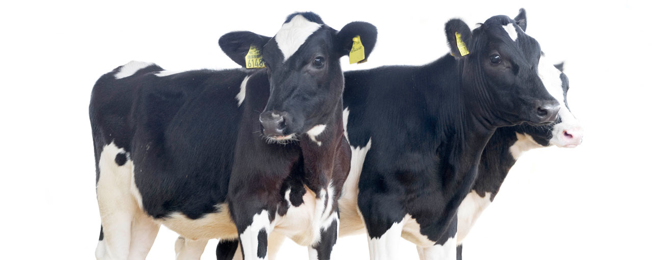 hero-dairy-calf-and-heifer
