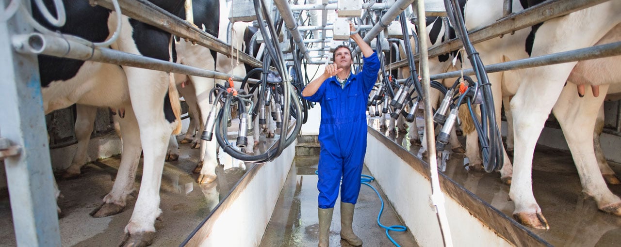 hero-dairy-lactation-cows