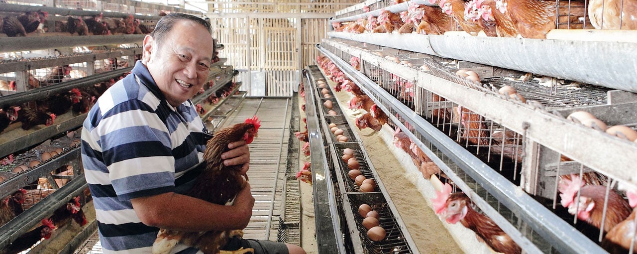 hero-poultry-man-with-chickens-indonesia