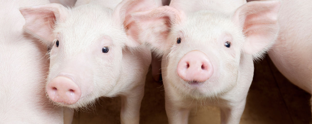 hero-swine-piglets