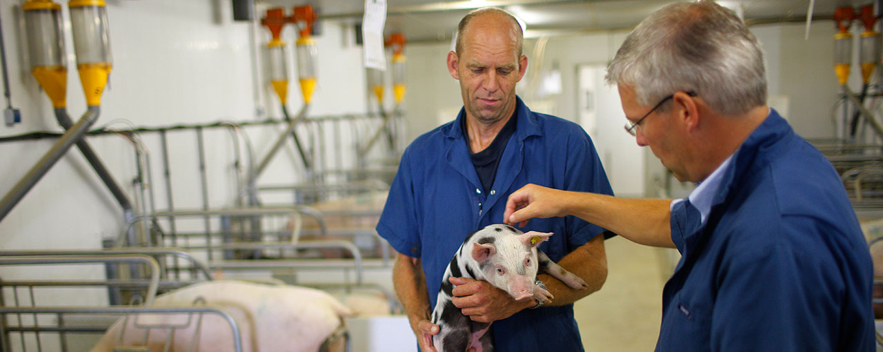 hero-swine-two-men-holding-pig