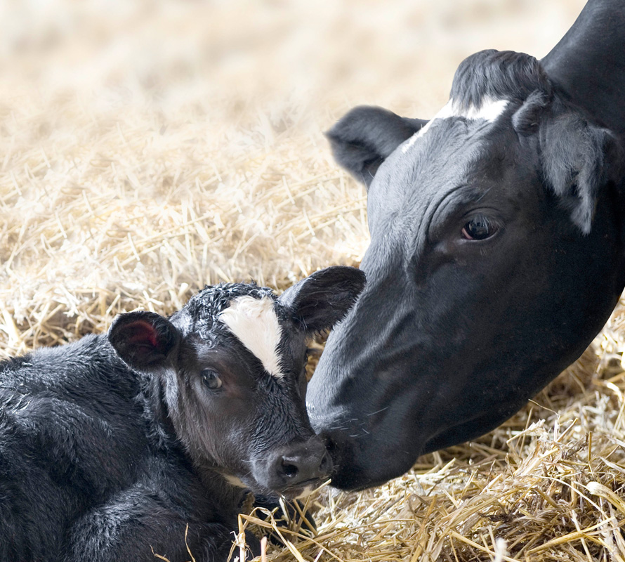 inpage-dairy-calf-and-heifer.jpg