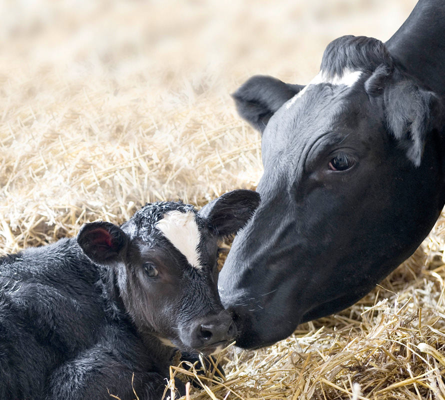 inpage-dairy-calf-and-heifer