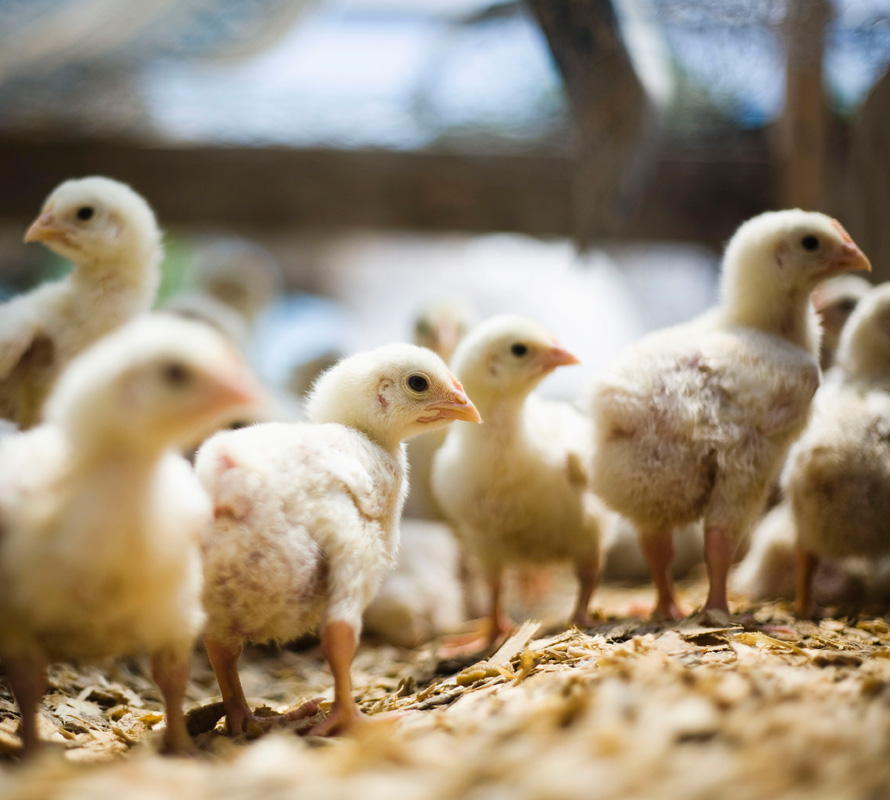 inpage-poultry-baby-chickens-yellow
