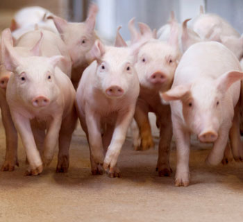 Swine Custom Feed &amp; Productivity Solutions | Cargill