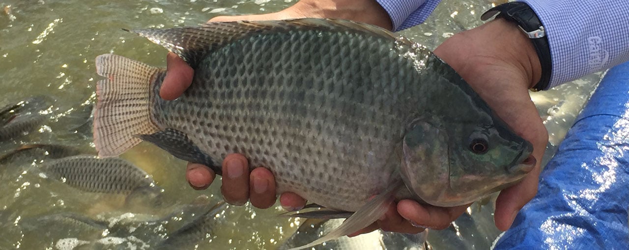 Mozambique tilapia (Oreochromis mossambicus) distribution in Australia - PestSma