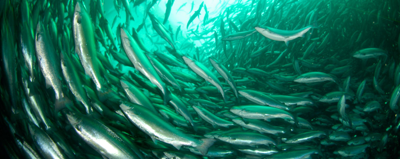 hero-aqua-salmon-swimming