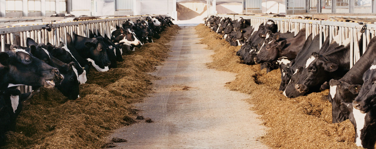 hero-feed4thought-cows-eating