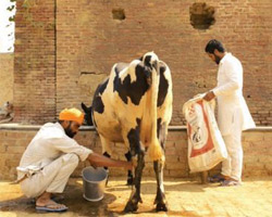 inpage-india-dairy-farmer-2