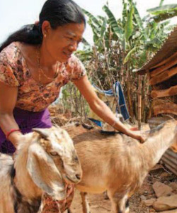 inpage-heifer-international
