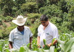 inpage-honduras-farming