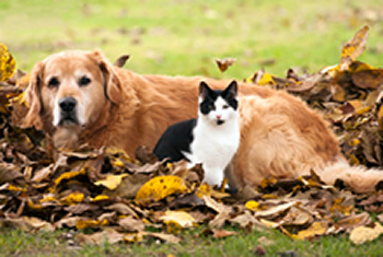 Pet Trends