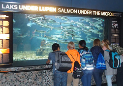 inpage-salmon-aquarium
