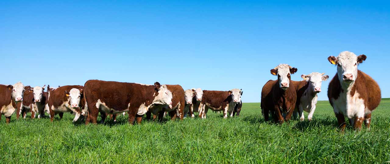 beef cattle ruminant feed and nutrition science cargill