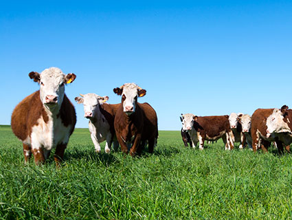beef cattle feed ruminant