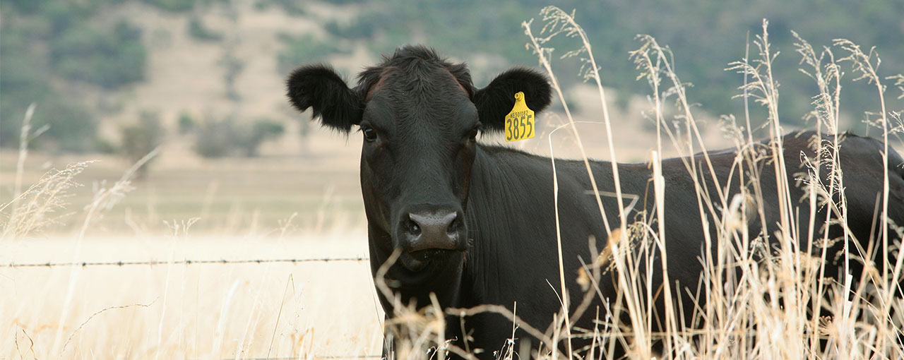 Beef cow standing in a field