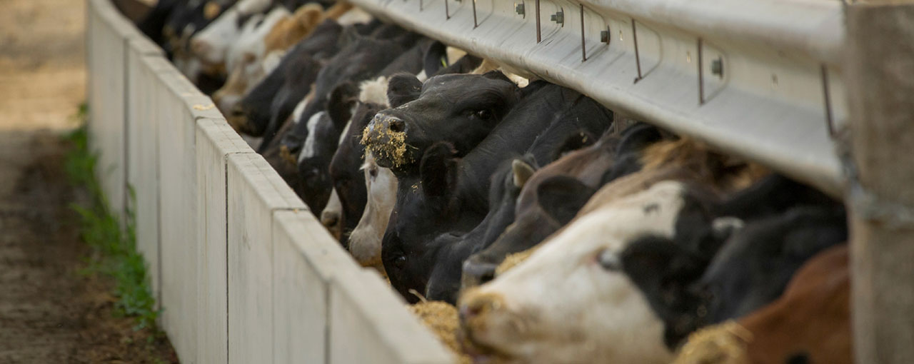 Beef cattle in a feedlot