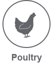 poultry light icon