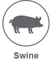 swine light icon