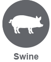 swine dark icon