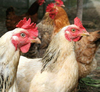 preview sustain poultry landing