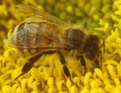 Bee pollenating a flower
