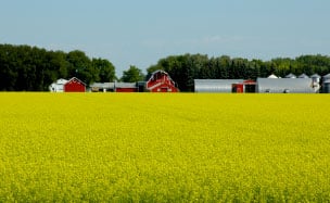 High Oleic Canola Oil Knowing Your Roots Cargill Cargill